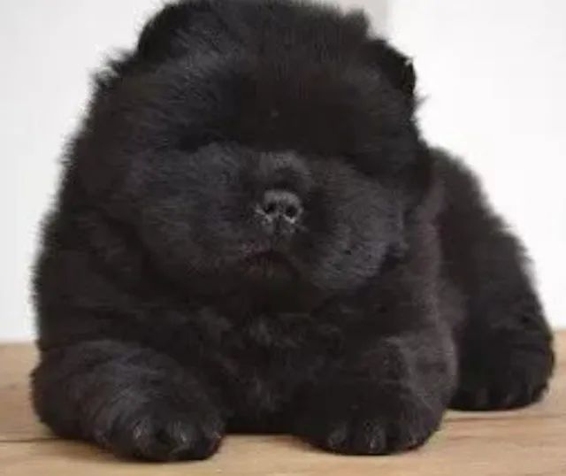 Chow - Chow  - Foto 2