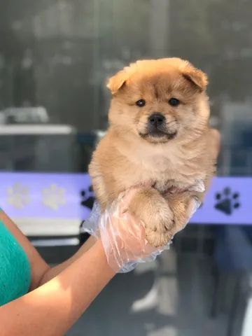 Chow Chow quem mais vai te dar amor no mundo  - Foto 2