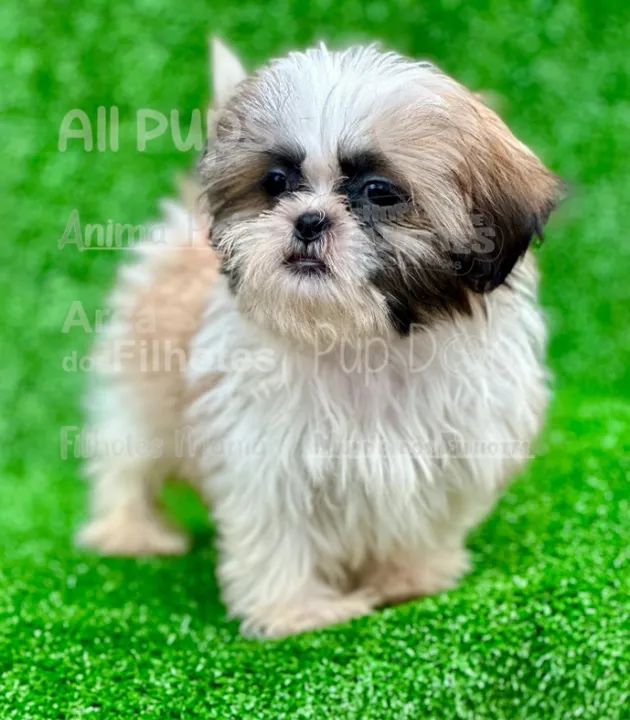 Lhasa Apso: Filhotes de Cachorro - Traga um Novo Amigo Para Sua Casa - Foto 2