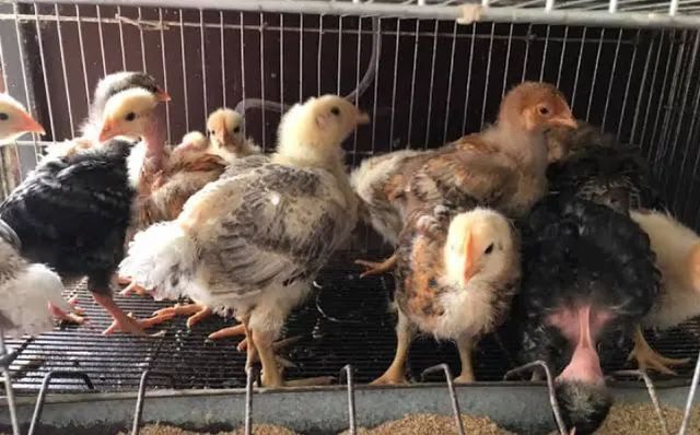 Pintinhos ( pesadão,caipirão e polaco)