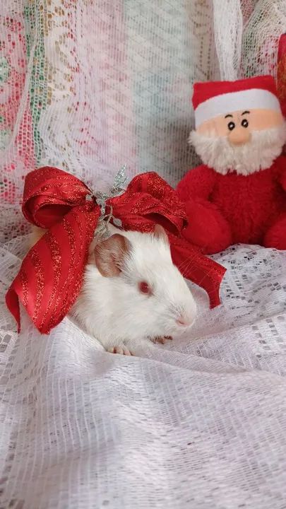 Porquinha da índia fêmea  - Foto 2