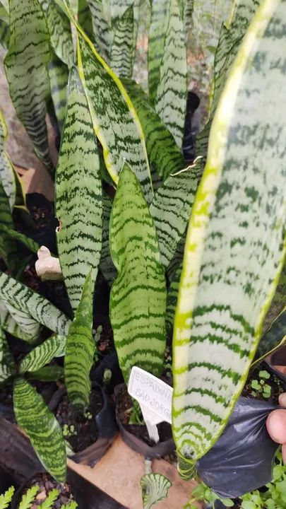 ESPADAS DE SÃO JORGE - Foto 5