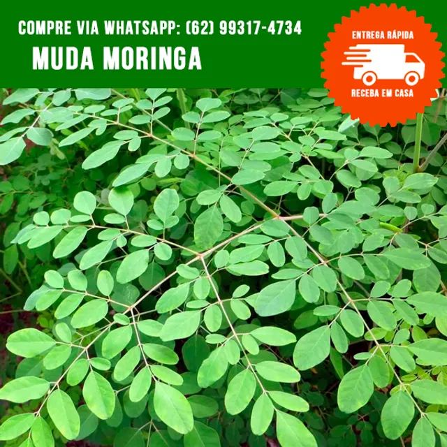 Mudas de Moringa