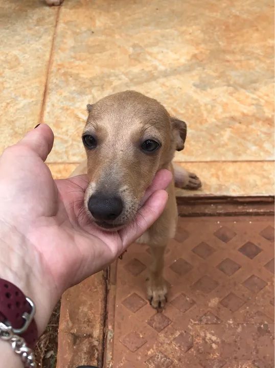 Galgos Italianos - Lindos Filhotes - Foto 5