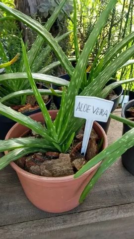 BABOSA ALOE VERA  - Foto 4