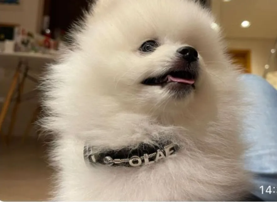 Spitz alemão