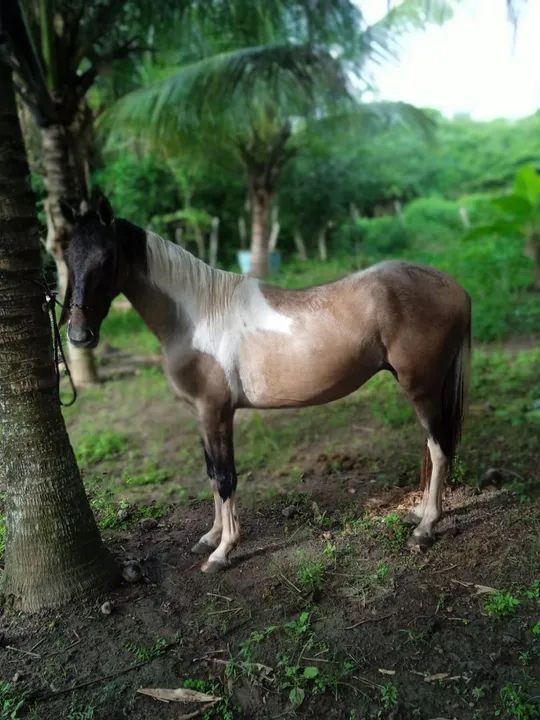 Potro Mangalarga Marchador  - Foto 2