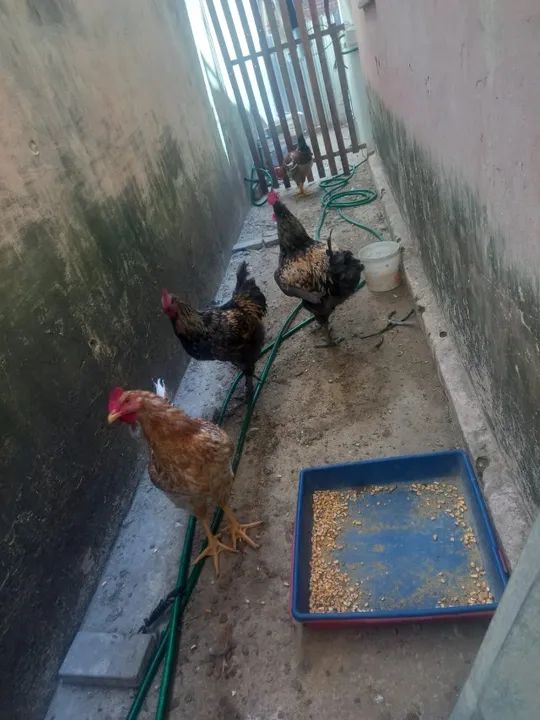 Frangos Caipiras 5 meses