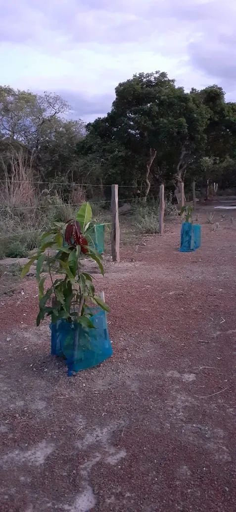 foto - Brasília - Jardim Roriz (Planaltina)