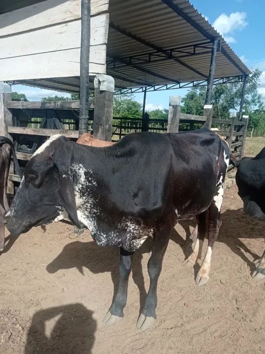 Novilhas e gorrotes  - Foto 6