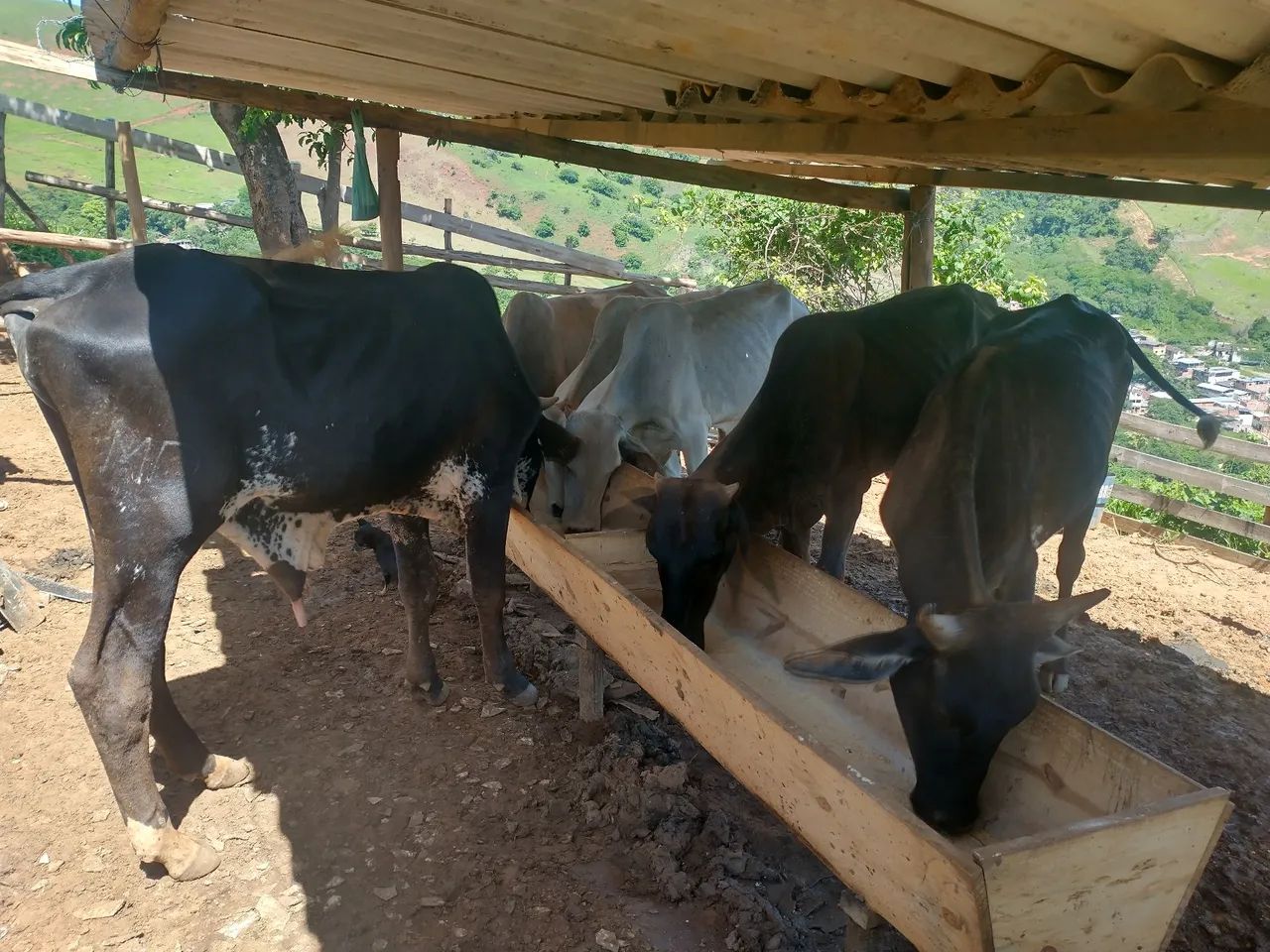 Bezerros para venda - R$ 300@ - Foto 4