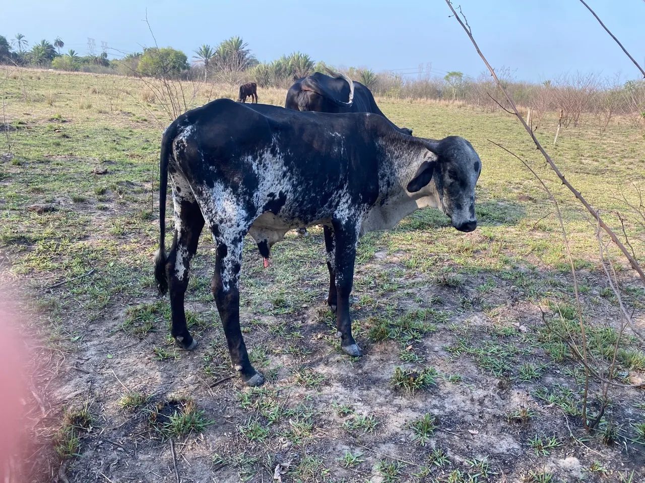 Garrote e novilha dê inseminação 