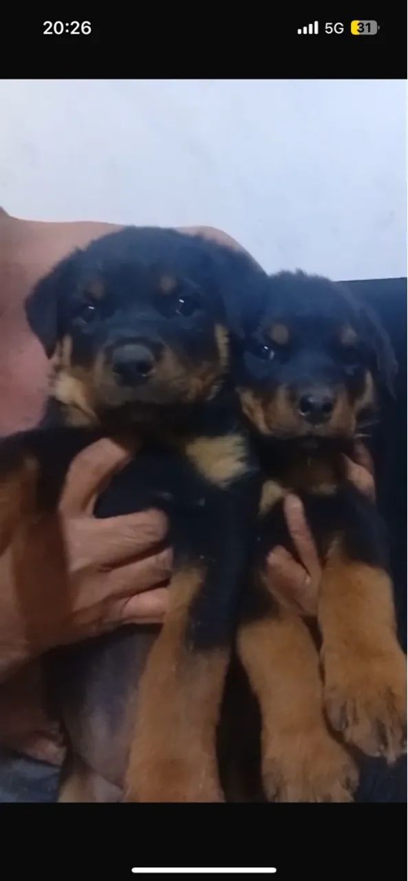 Filhotes de Rottweiler - Foto 2