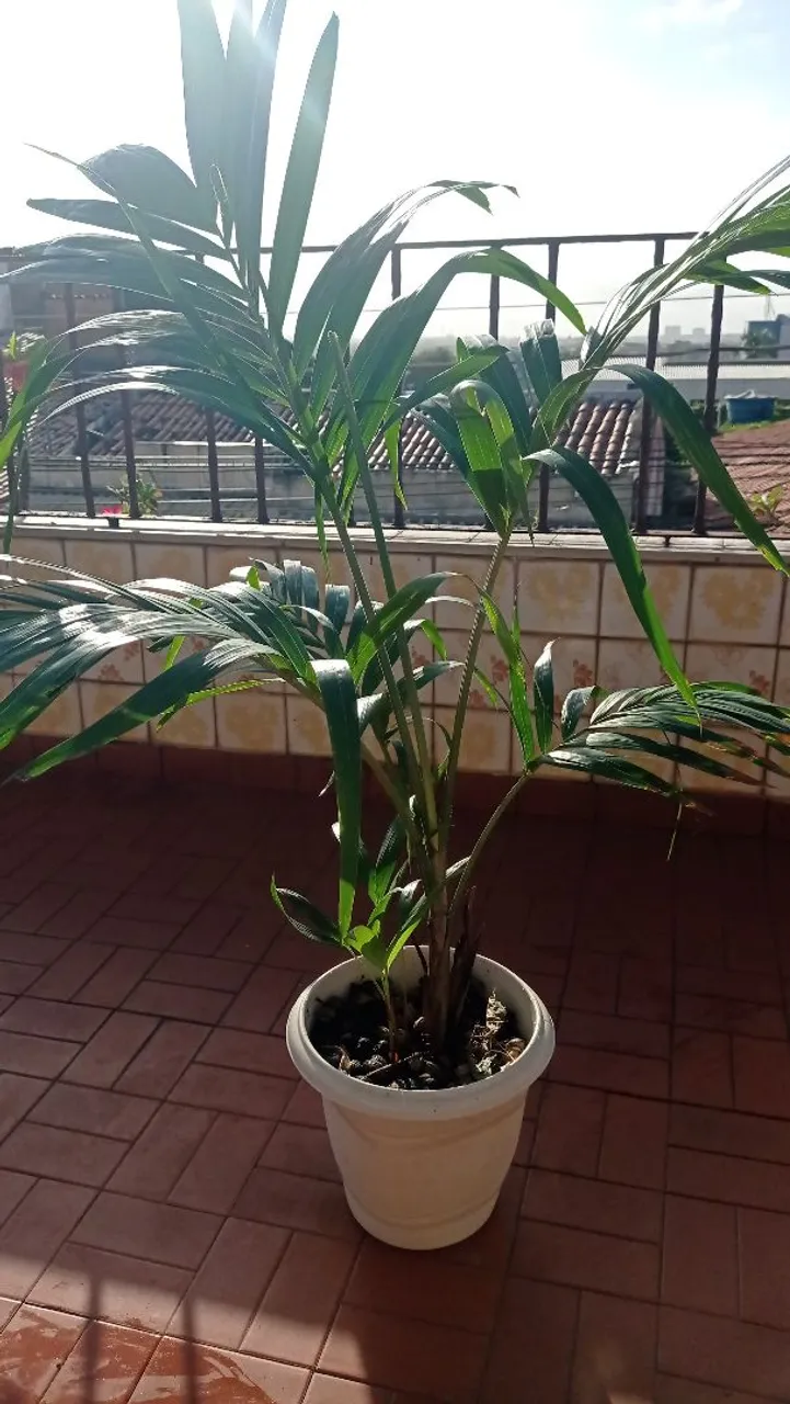 Palmeira Areca Bambu em vaso