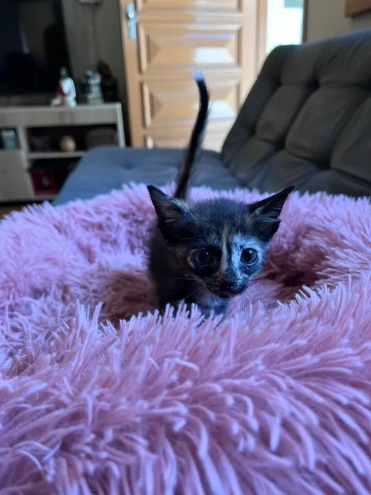 ADOÇÃO DE GATINHOS