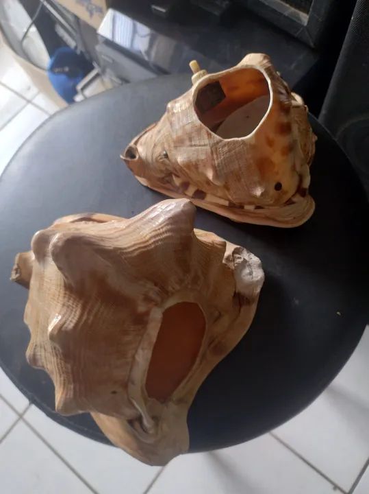 Conchas Marinhas Decorativas