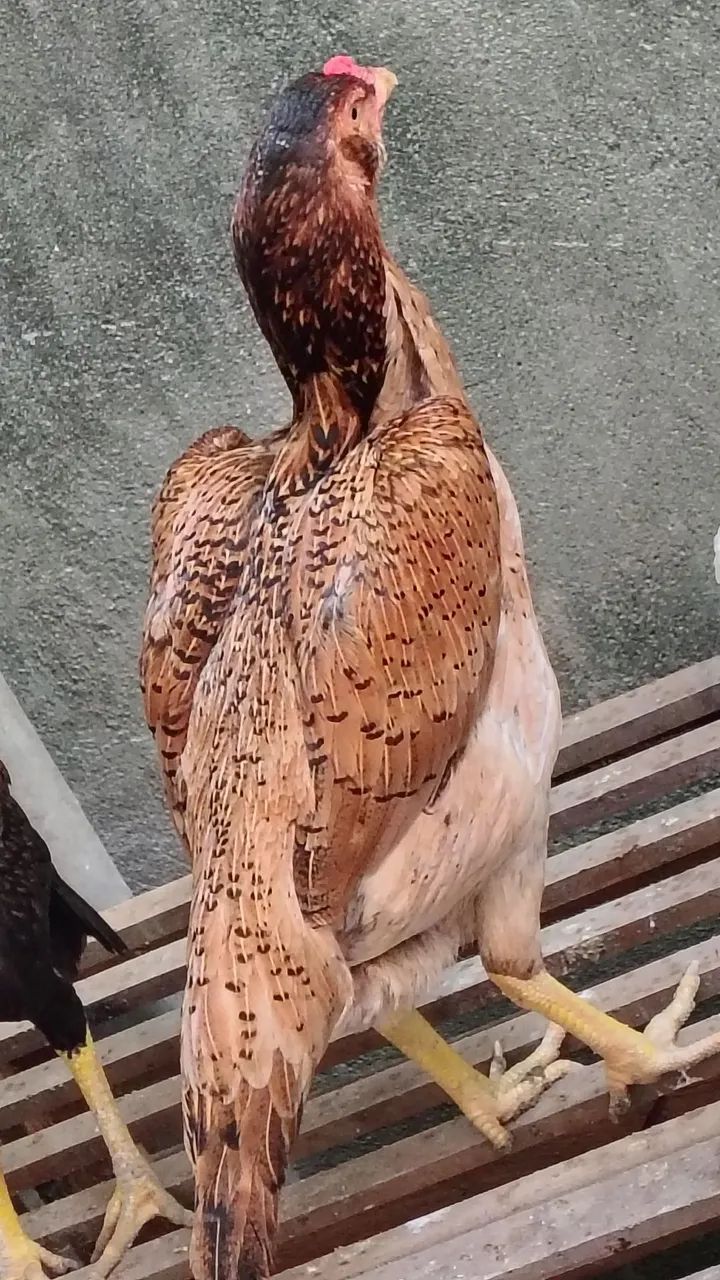 Frangas da raça Mura com 14 meses em torno de 3 kg valor individual r$ 300  - Foto 5