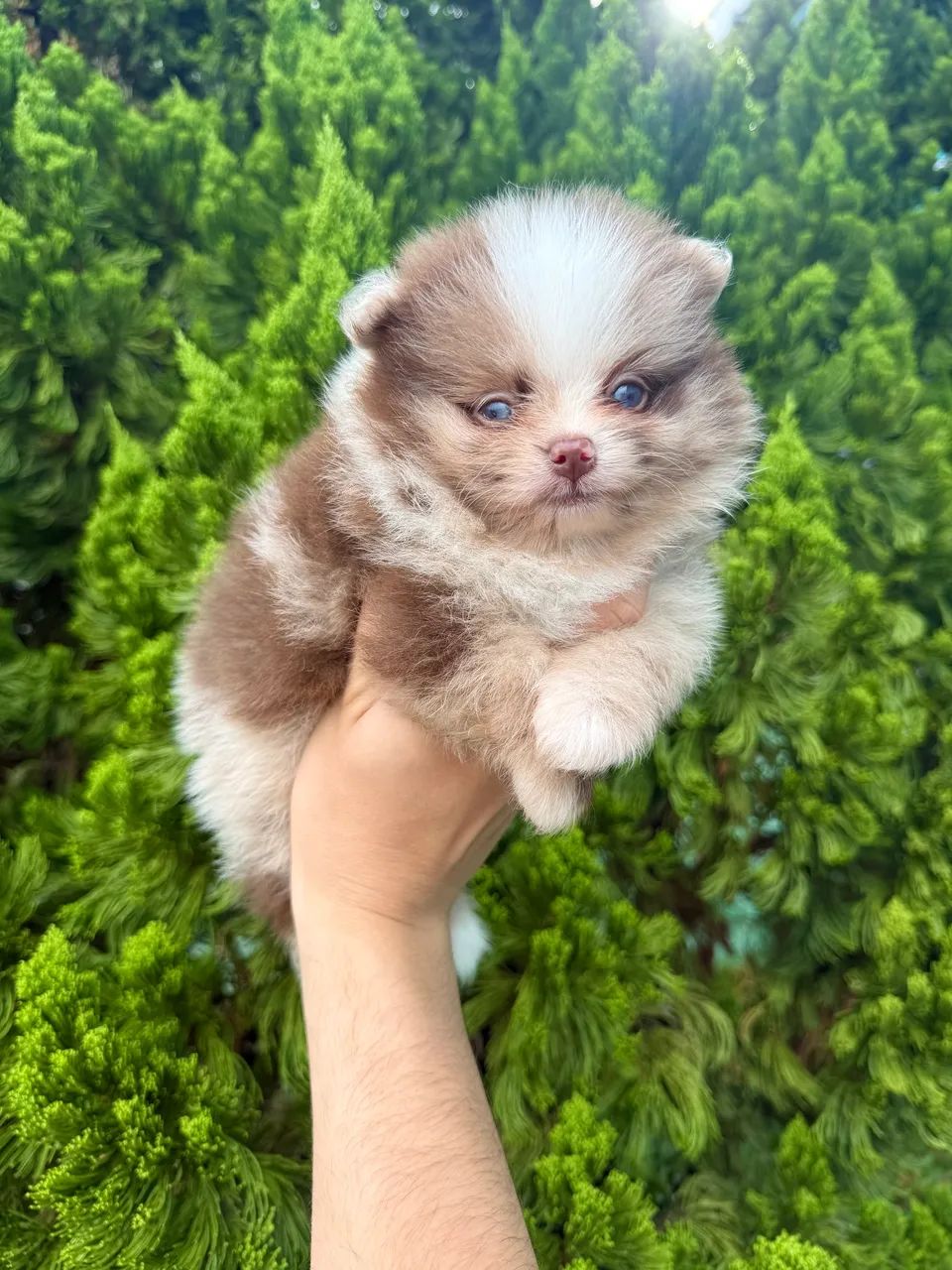 Spitz alemão/lulu da pomerânia anão macho choco merle Cachorros