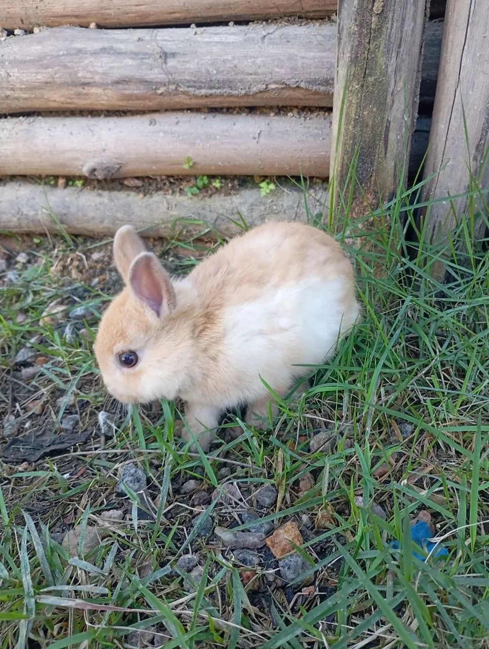 Casal de Coelho Teddy dwerg, fêmea mini coelho Netherland e casal de coelho comum - Foto 4