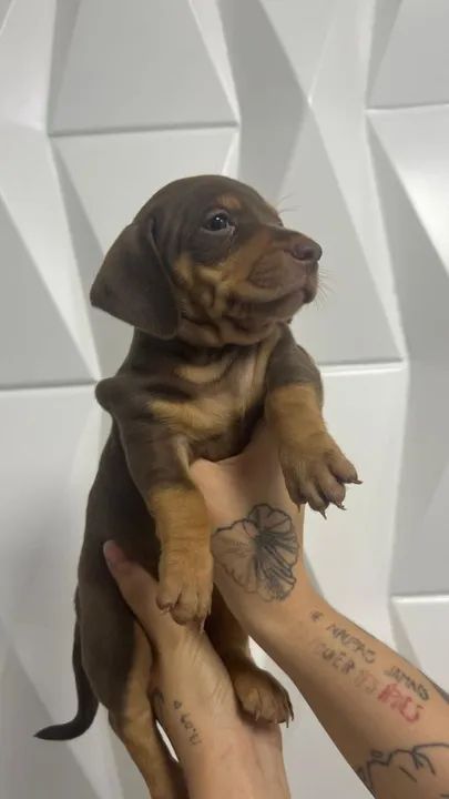 Filhotes de Dachshund - Foto 2