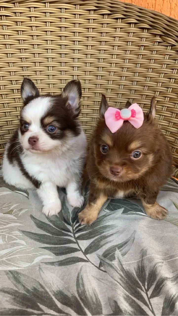 chihuahua chocotan e chocolate com branco 