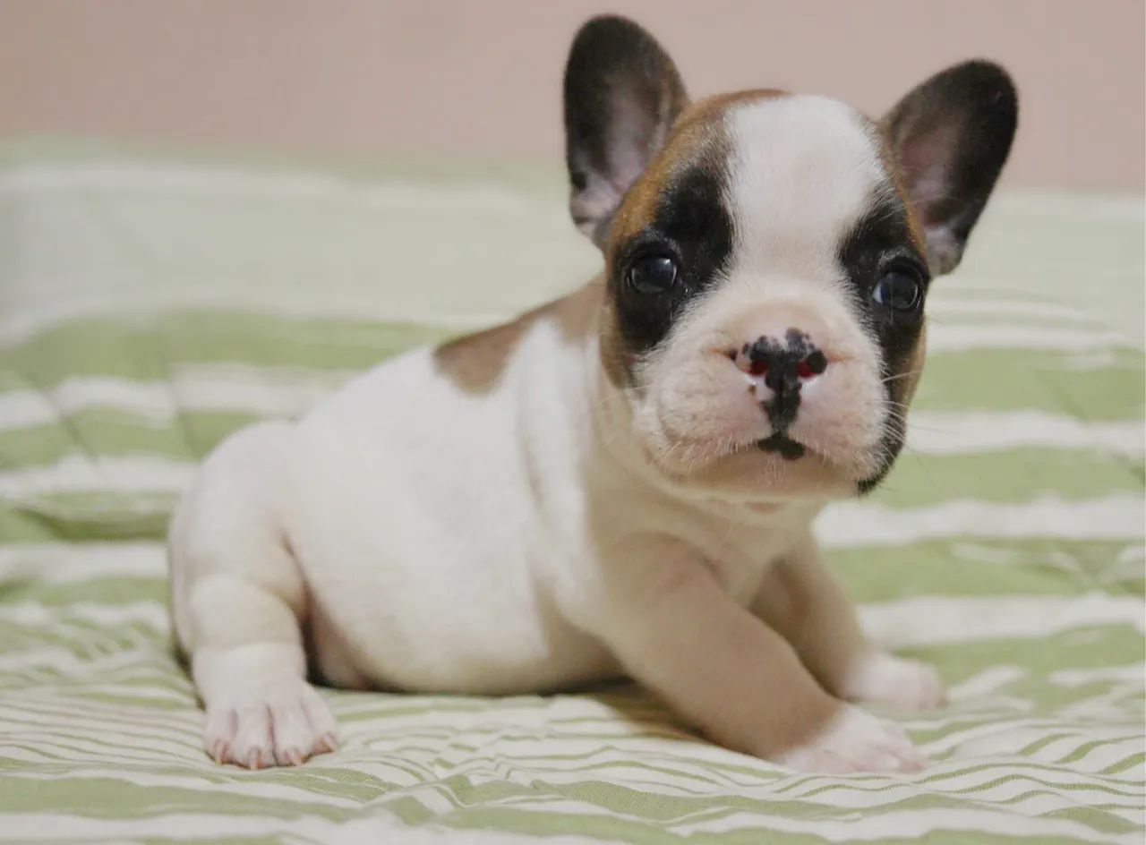 Filhotes de Bulldog Francês - Foto 3