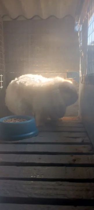 Coelho branco fofinho para adoção - Foto 5