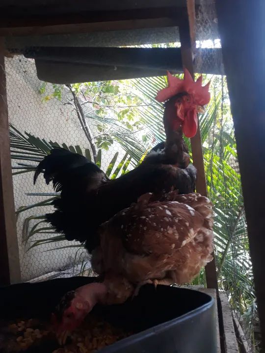 Galos de raça pura para vendo galo polaco, Valor R$ 150,00  - Foto 3