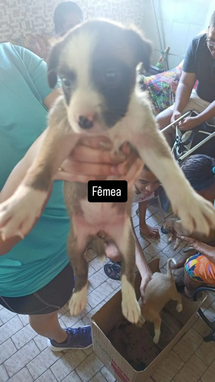 Filhote fêmea adorável
