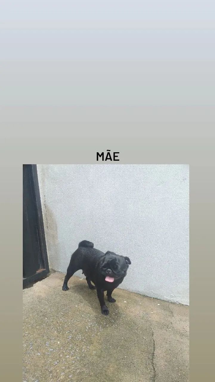 Pug fêmea Preta Filhote 8 meses dócil e alegre está em Cuiabá  - Foto 3