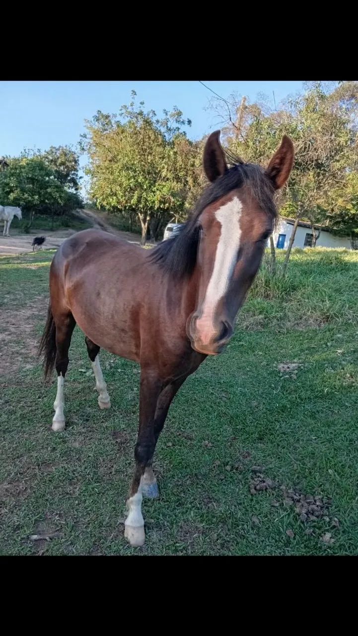 Potra manga larga Paulista Pura - Foto 4