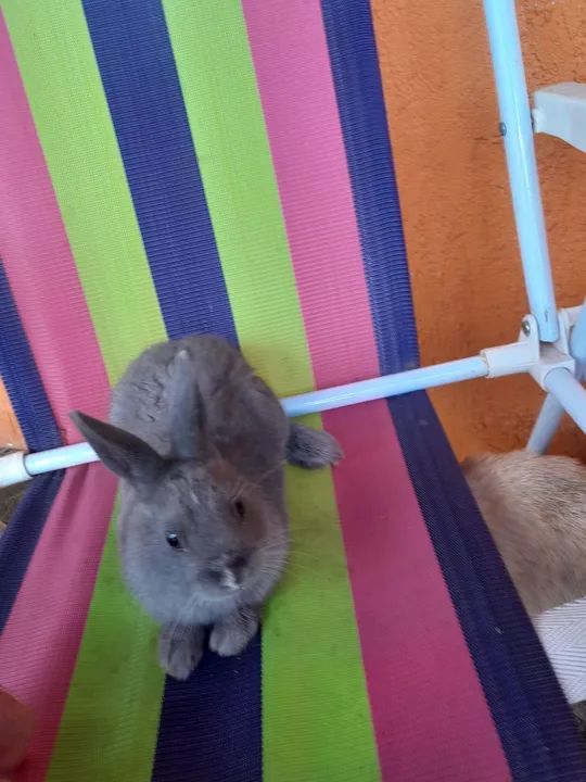 Coelho mininether - Foto 4