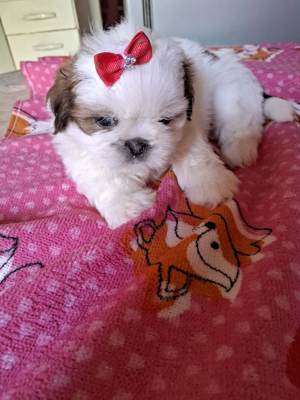 Filhote Shih Tzu fêmea mini