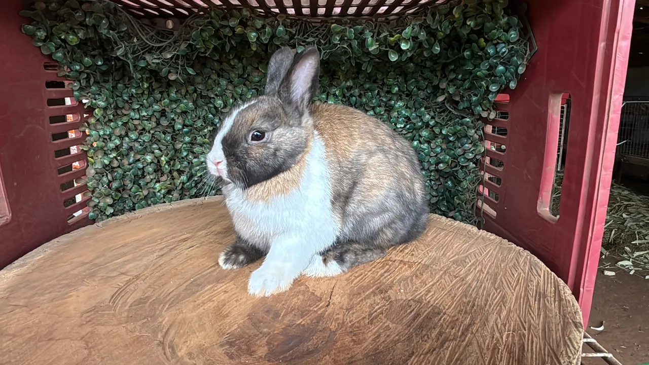 Coelhos Netherland Dwarf