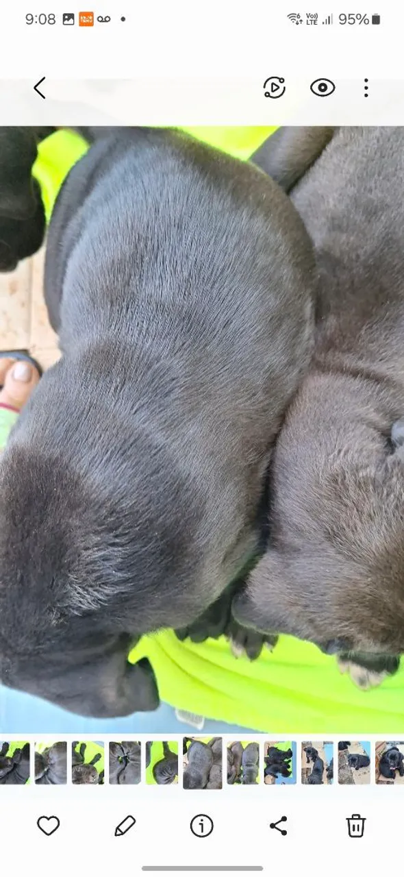 Filhote de Cane Corso preto 1.000