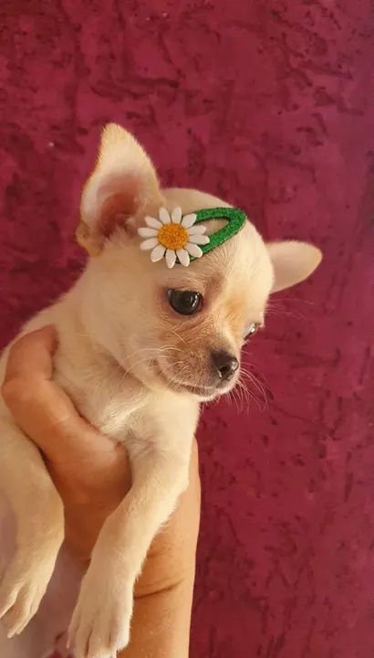 Chihuahua Minúsculo: Filhotes Branco, Creme, Tricolor e Bicolor à Venda