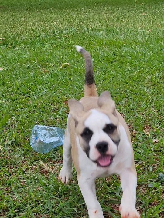 American Bully Pocket  - Foto 2