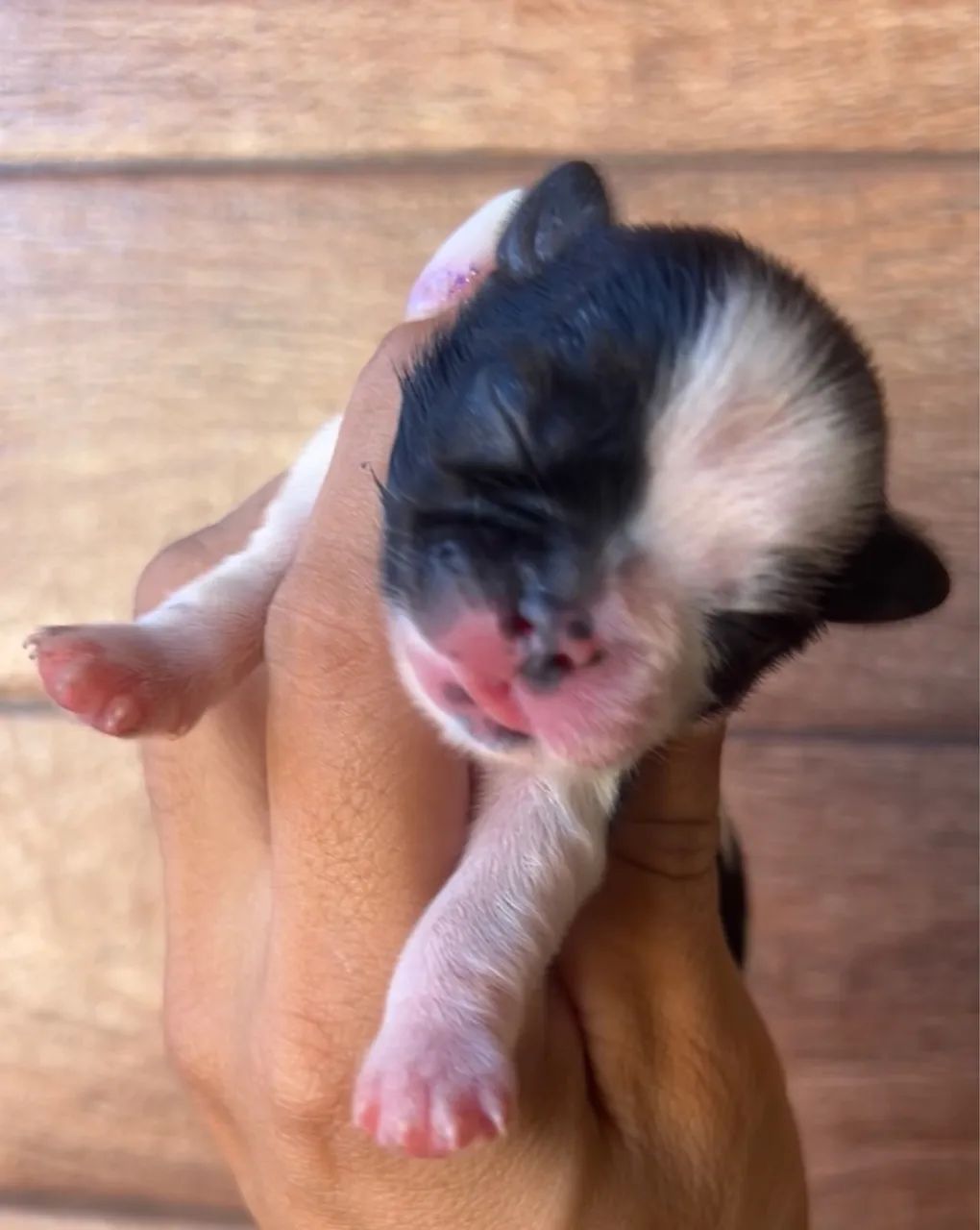 Filhote Shih Tzu machos e fêmeas  - Foto 2