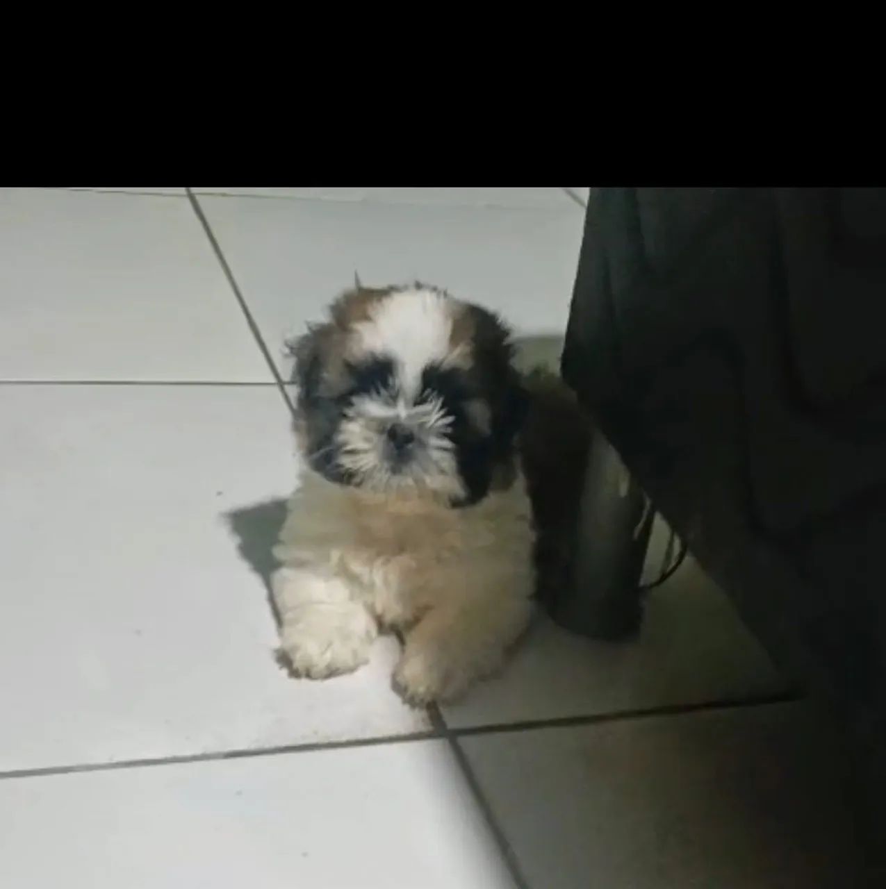 VENDO CACHORRO SHITUZ MACHO 