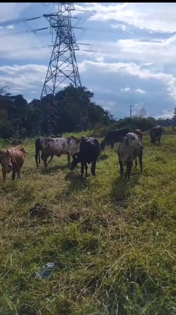 NOVILHAS e VACA - Foto 3