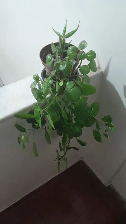 Planta Dolar - Foto 2