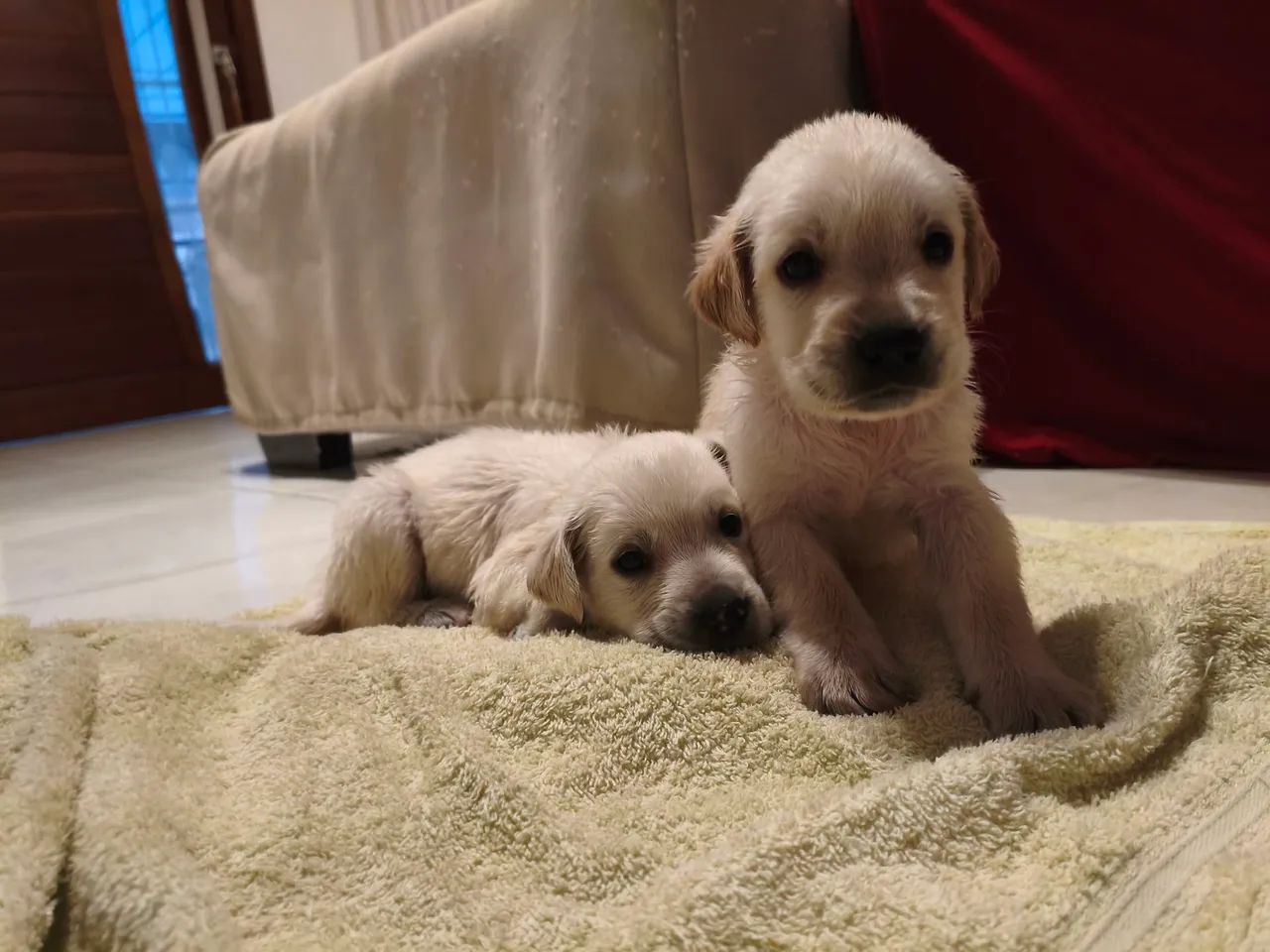 Labrador Americano  - Foto 3