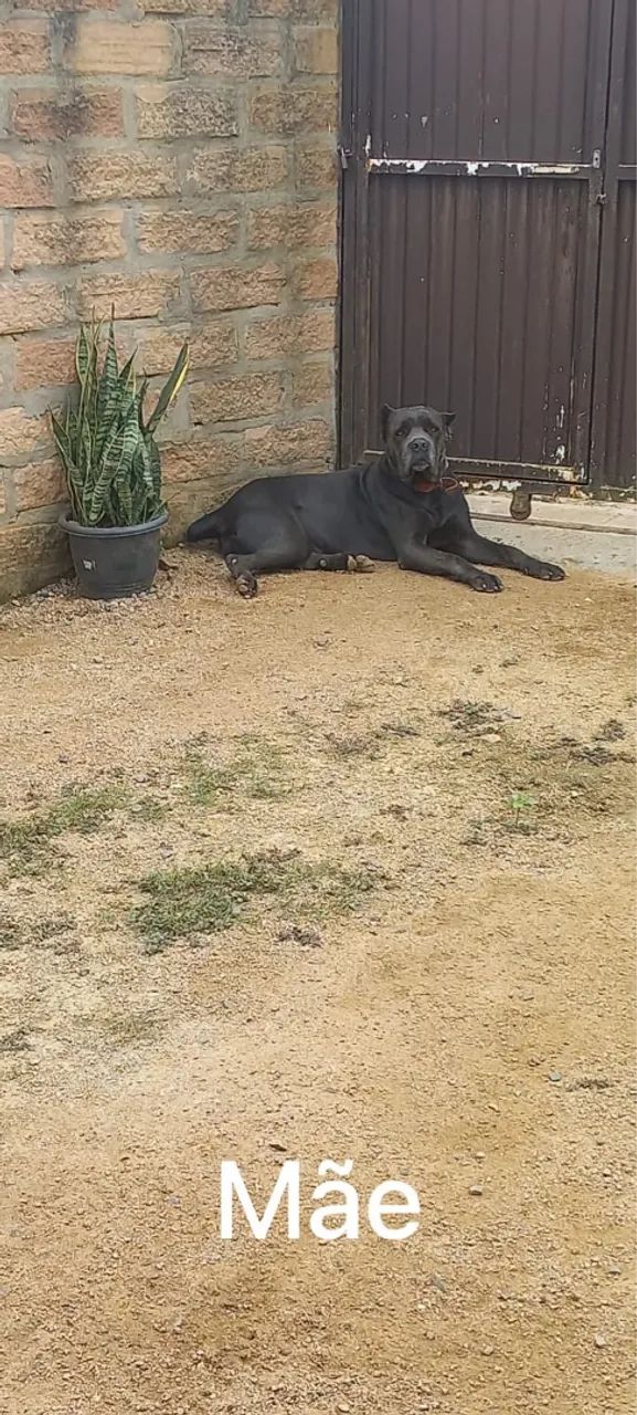 Filhote fêmea de cane corso - Foto 5