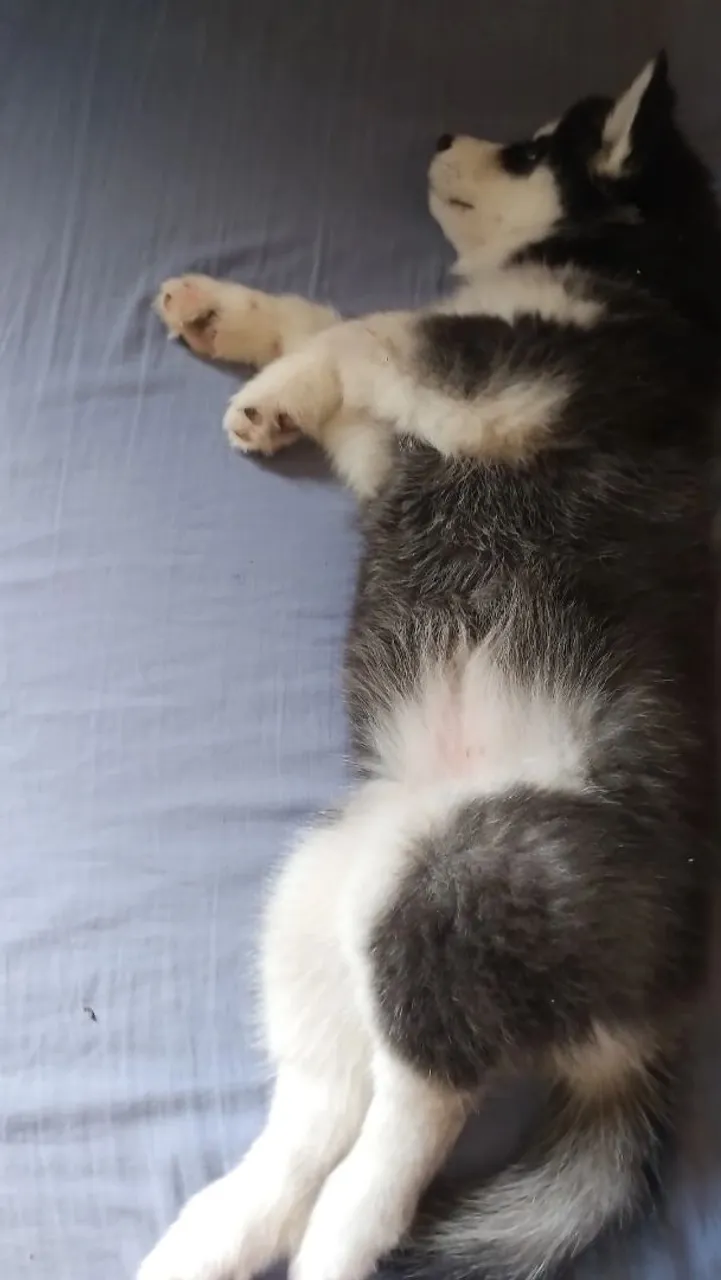 Filhote Husky Siberiano