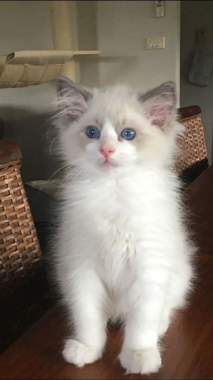 Ragdoll Filhotes  - Foto 5