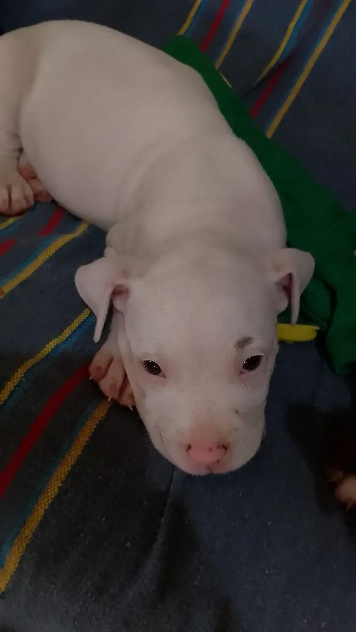 Filhote Pitbull Branco Disponível