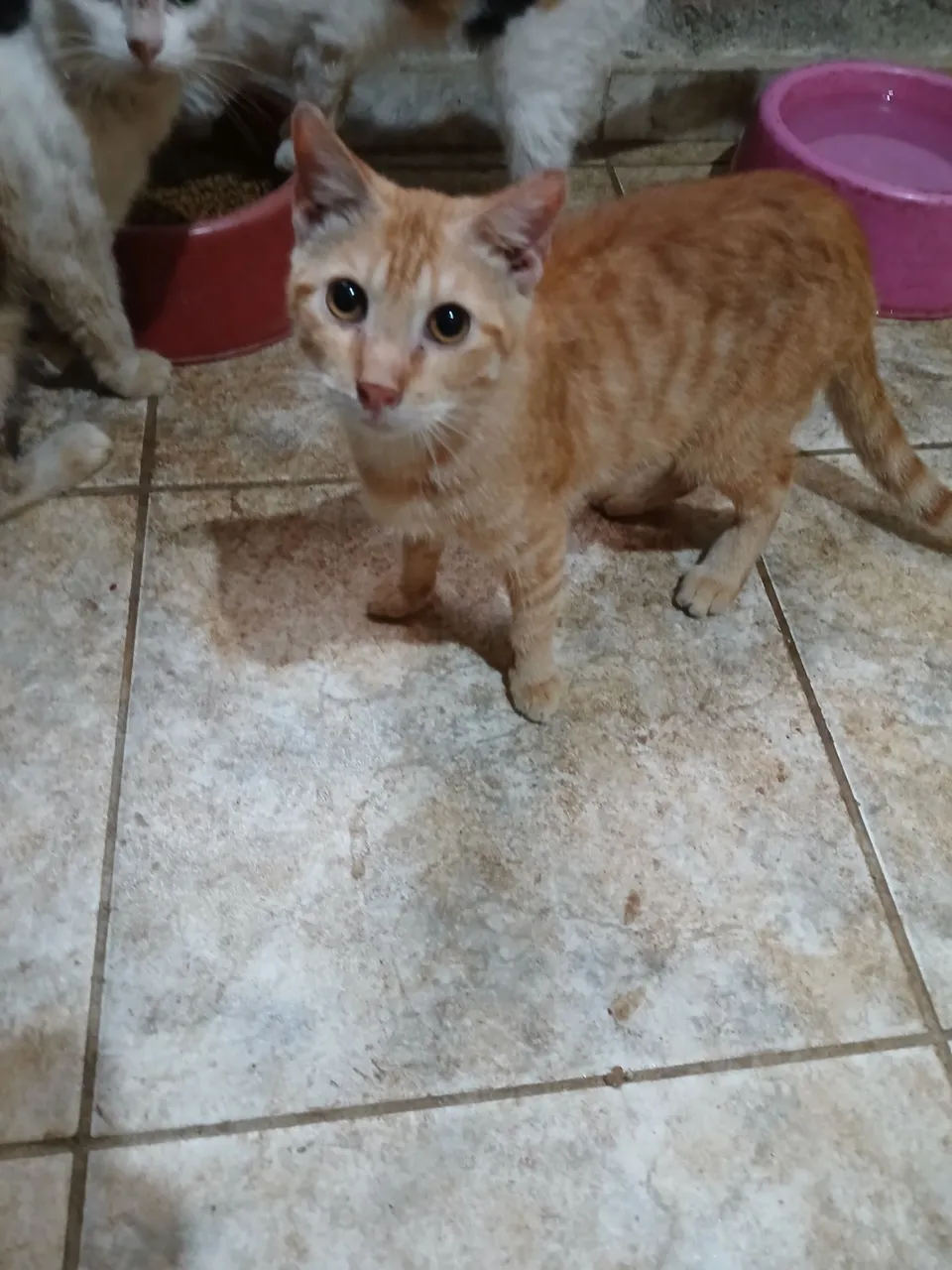 Gatinhos para adoção responsável