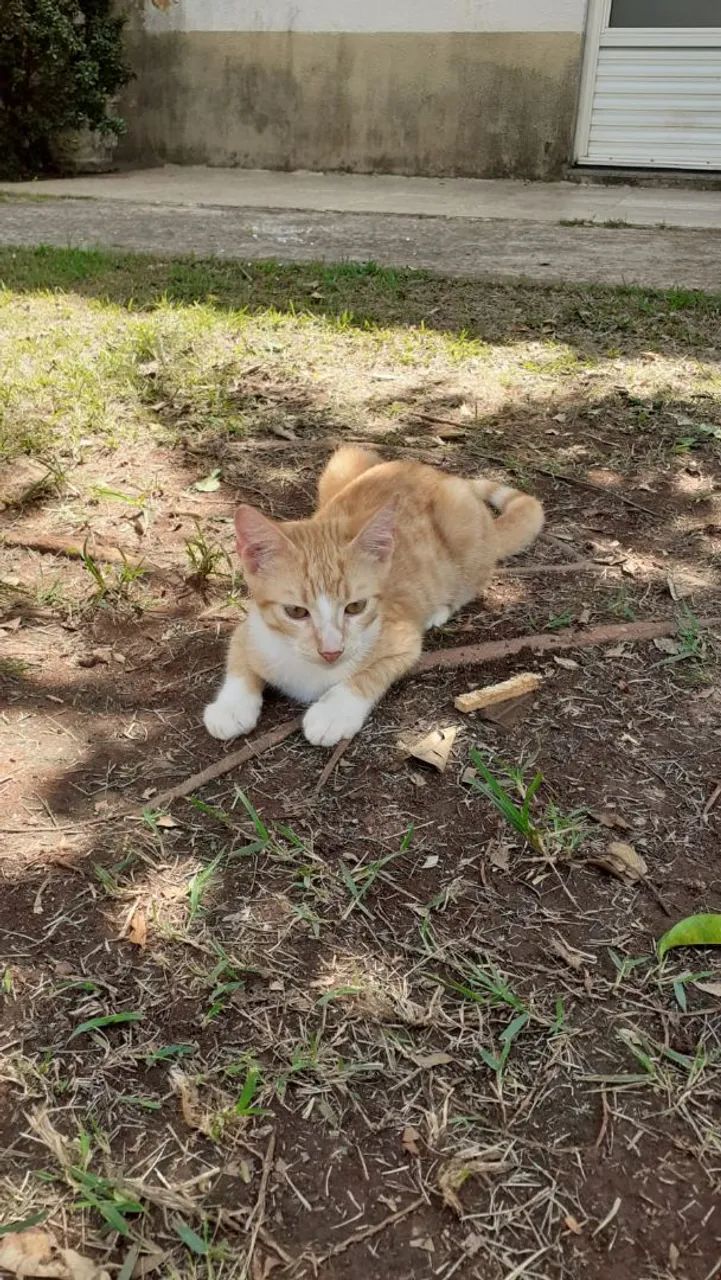 Gatinho fofo para adoção