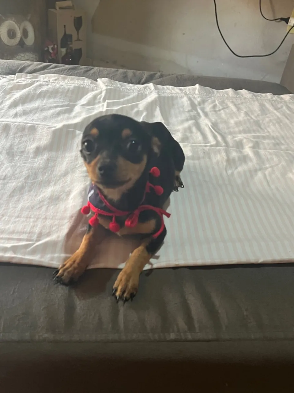 Filhote de Pinscher para adoção