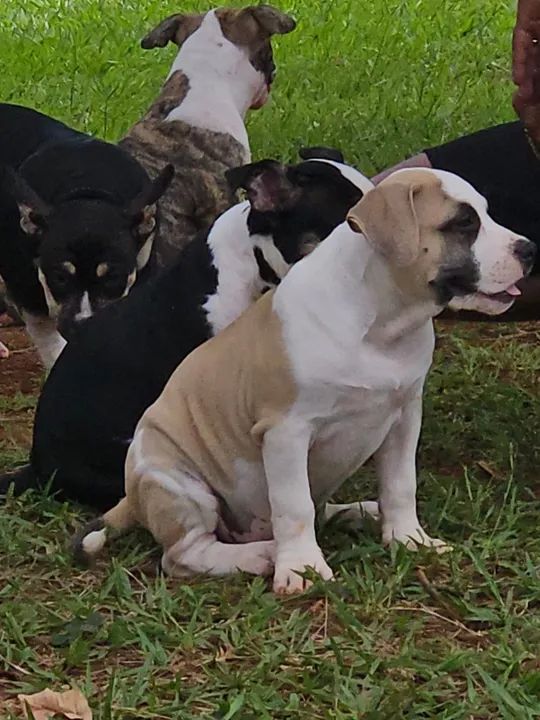 American Bully Pocket  - Foto 6